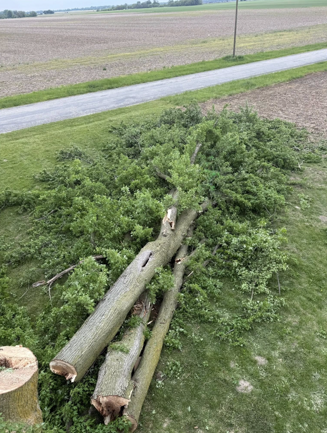 Lafayette Tree Removal Service | Doin' It Wells